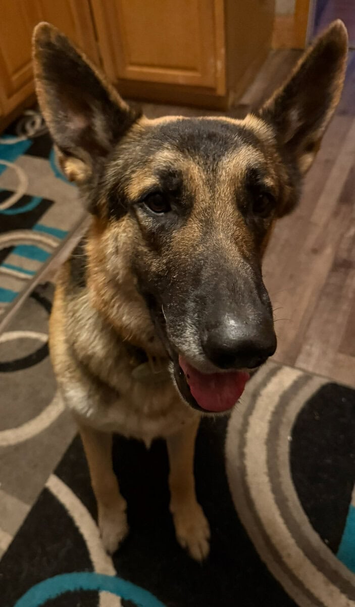 German Shepherd dog image 8