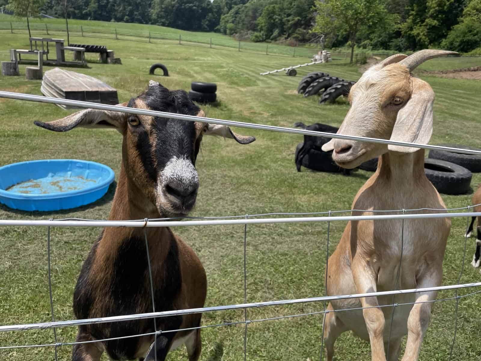 Bonded Herd of 5 image 2
