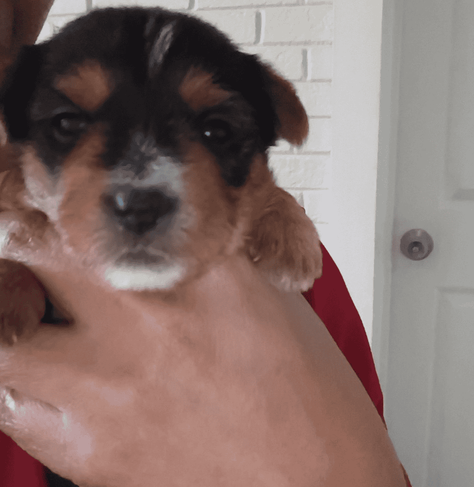 Yorkie pups image 1