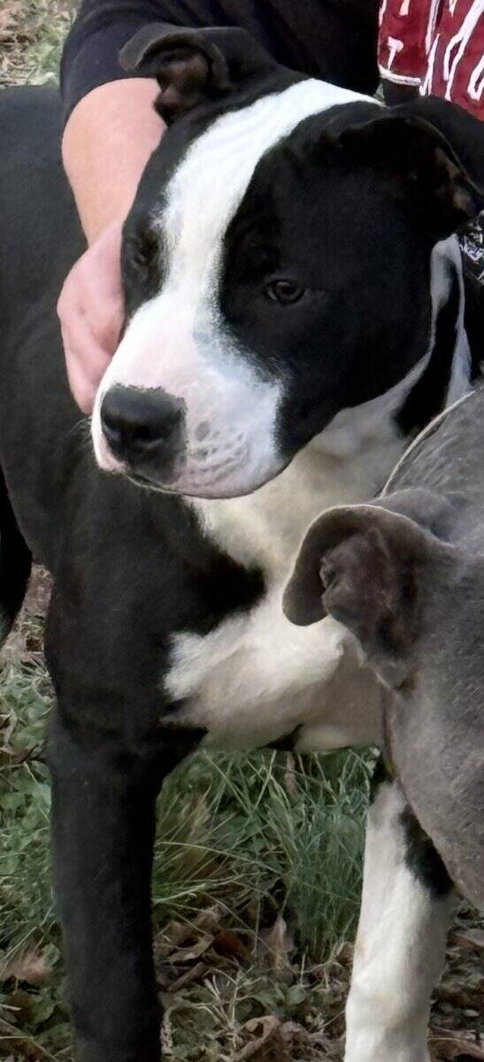 Sweet Girl Needs Home image 5