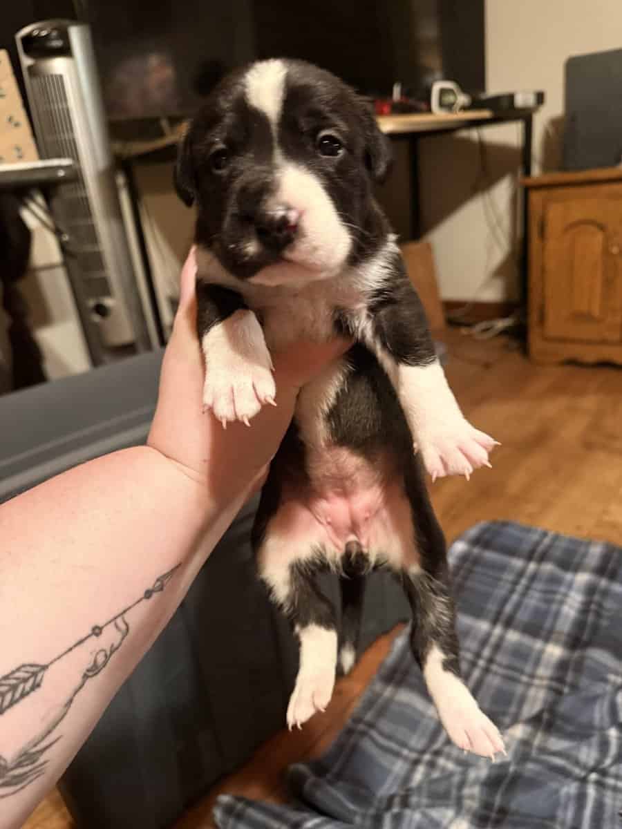 Female Puppies image 6