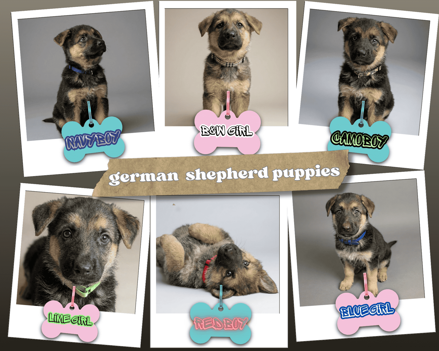 Six adorable 8-week-old German Shepherd puppies ! image 1