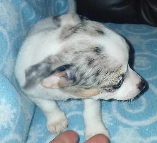Tiny white with Merle piebald female chihuahua pup image 18