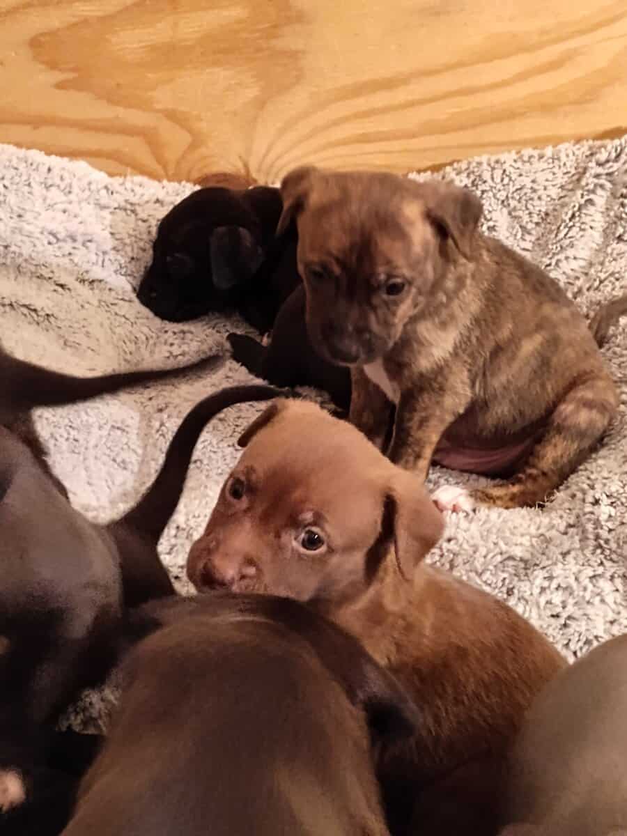 BEAUTIFUL pitmix puppies need LOVING homes image 2