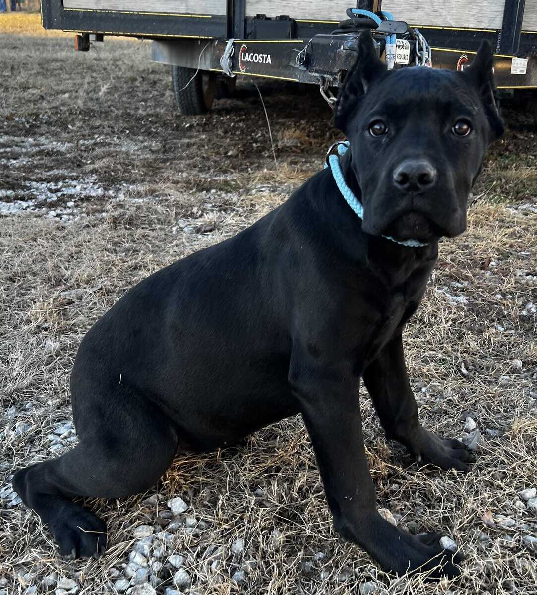 Female Cane Corso Puppy image 3