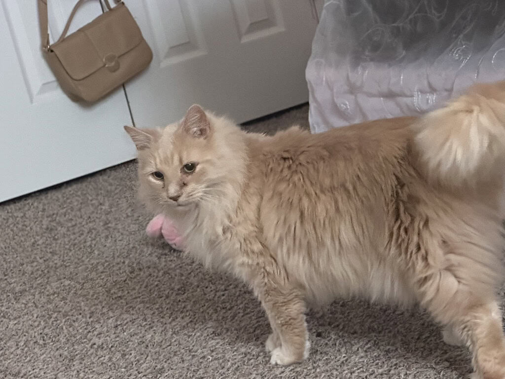Meet Star 🌟 A Loving, Cuddly 7-Month-Old Cat image 3