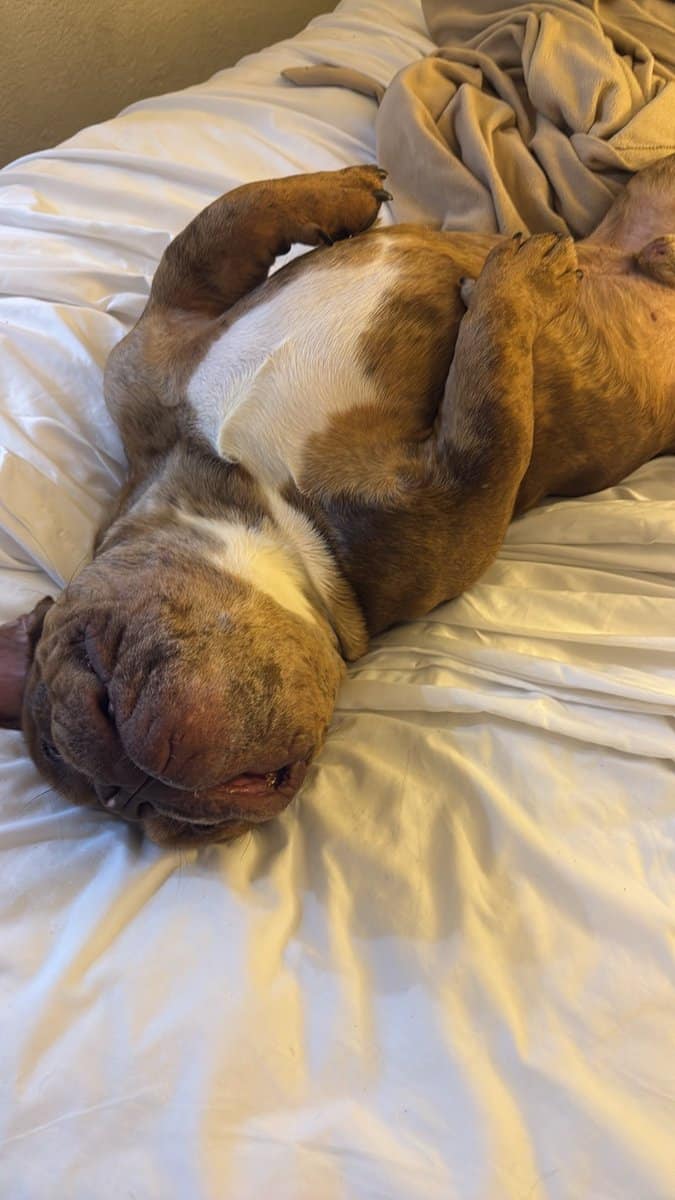 XL BULLY BREEDER FOR SALE! 1 year old image 11