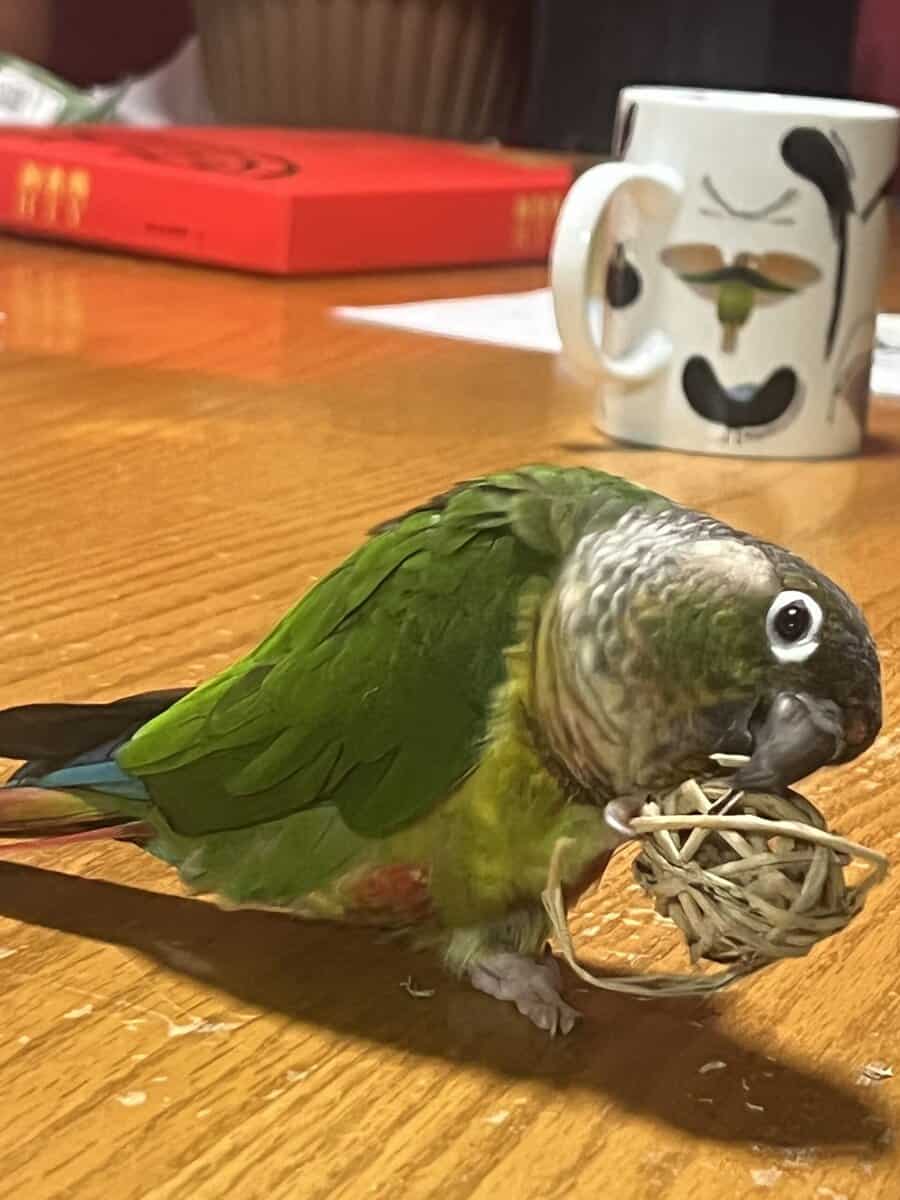 Pair of Green Cheek Conures image 1