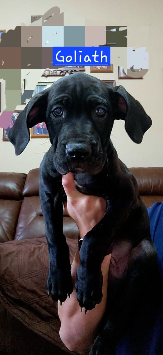 3 male DaneBull puppies need homes image 4