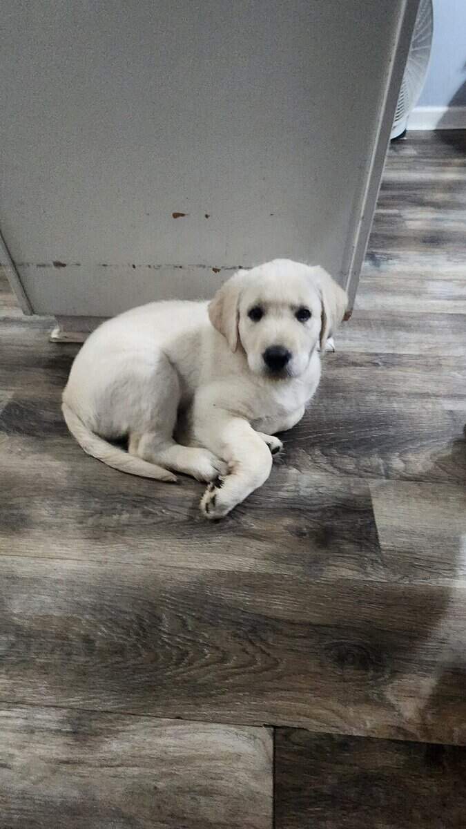 Labradoodle Puppies image 4