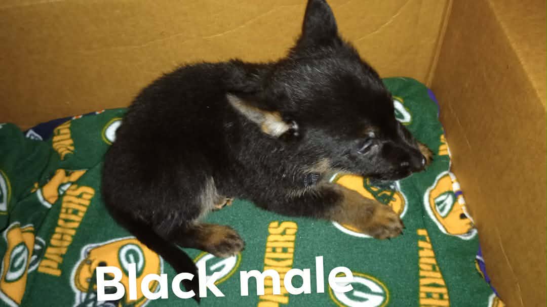 German Shepherd Puppies image 5