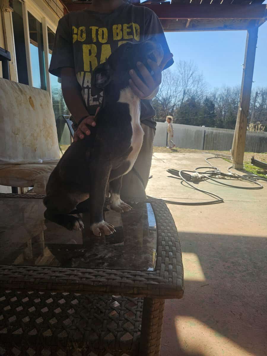 Cane corso pit mix/ image 6