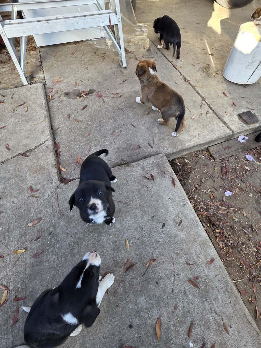 Free puppies German Shepard mix image 4