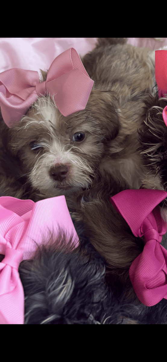 Beautiful Female Maltese x Shih Tzu image 6