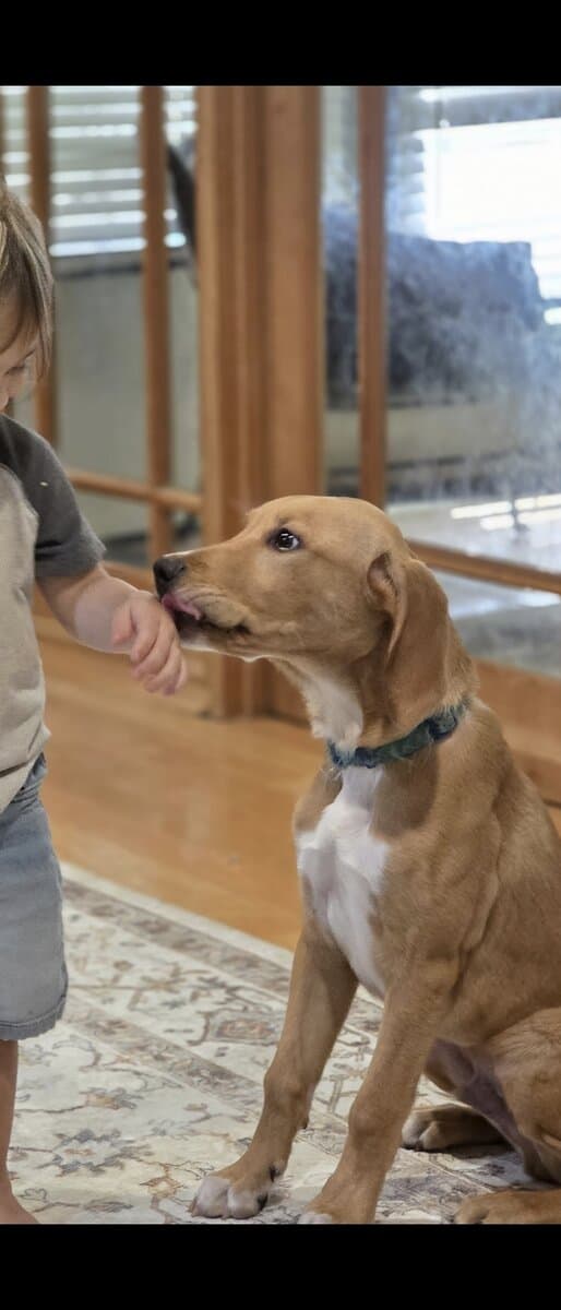 Golden retriever/ lab image 1