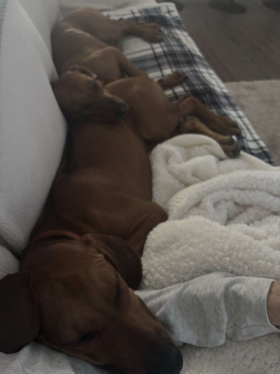 Rhodesian ridgeback 5 months old image 4