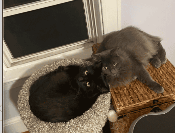 Black and Gray brother cats for adoption image 1