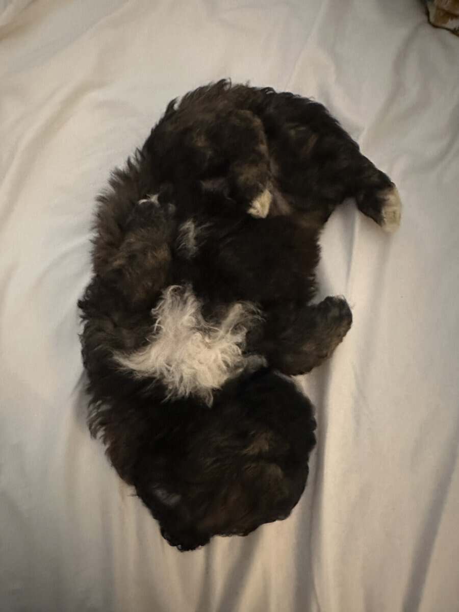 Tri-Colored 8 Week Old Shih-Poo Puppy image 11