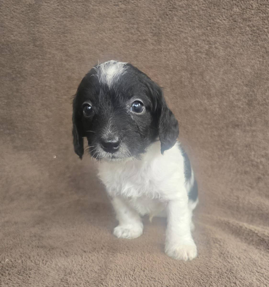 Doxiepoo image 2