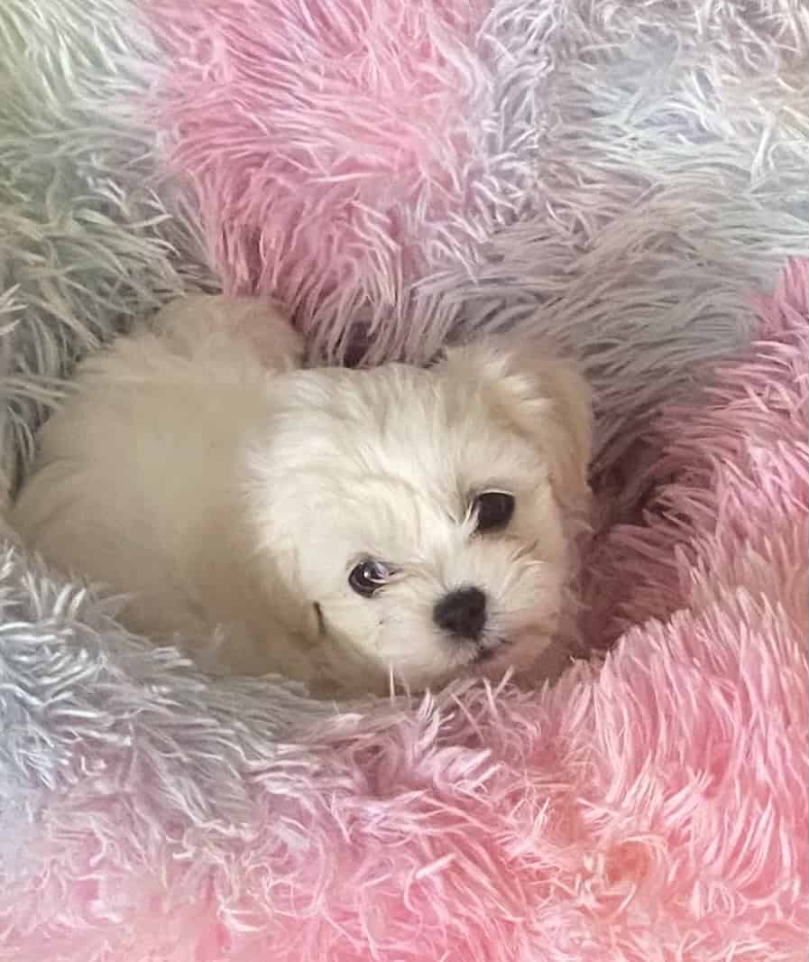 Adorable Multipoo Puppy image 2