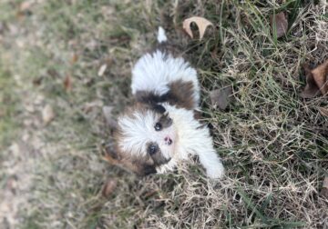 Shihpoo puppy