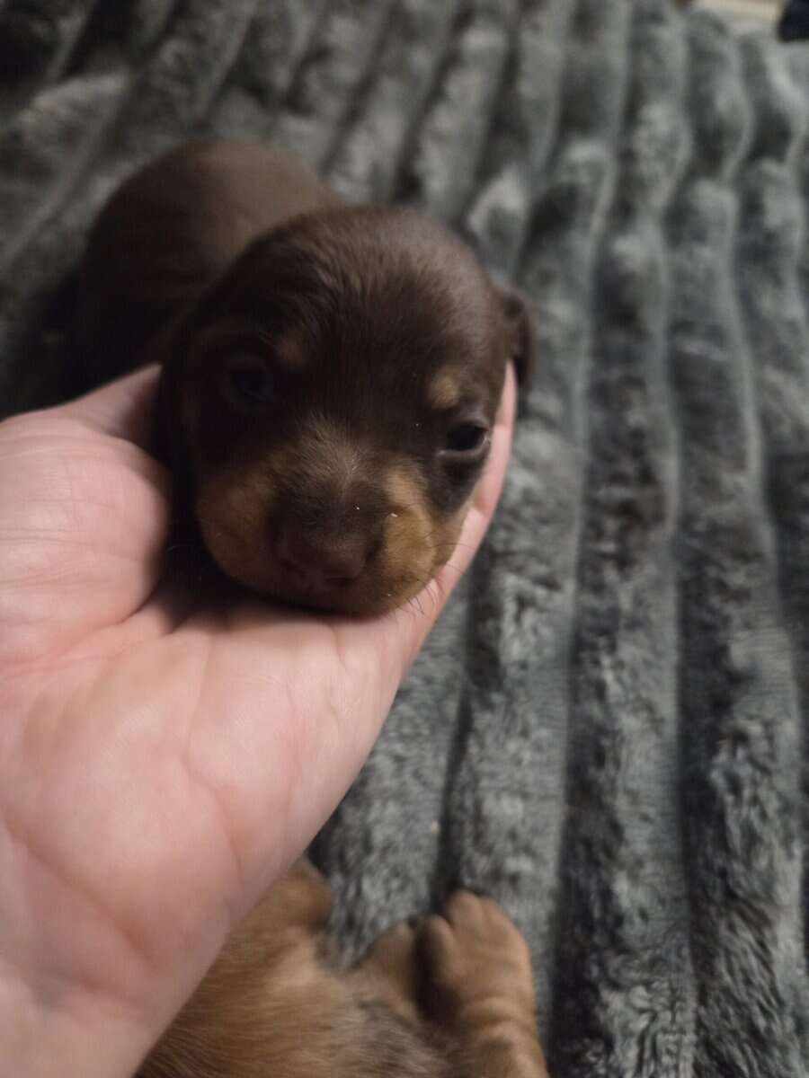 Mini dachshund puppies image 2