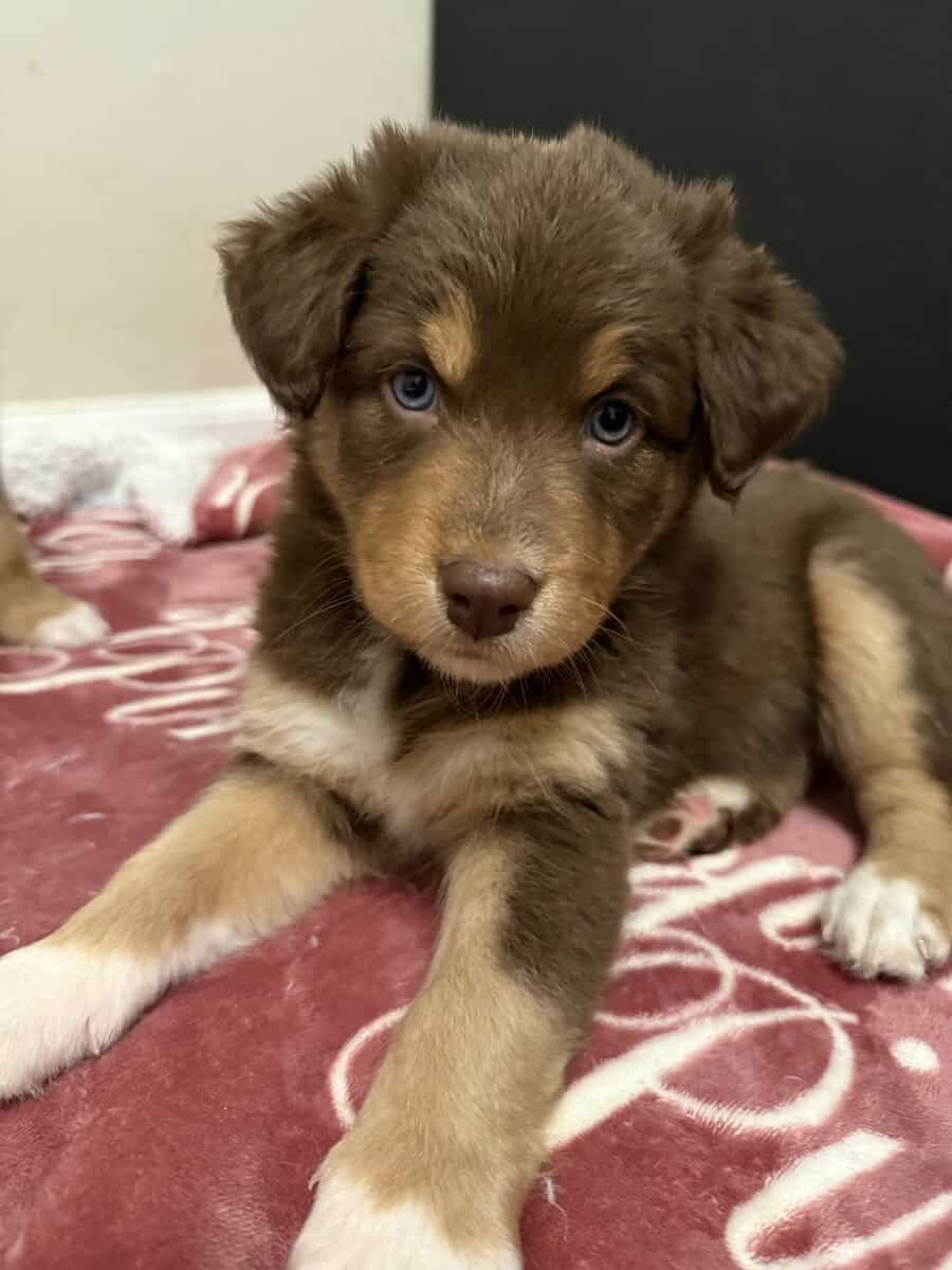 Australian Shepherd Red Tri Female Puppy image 5
