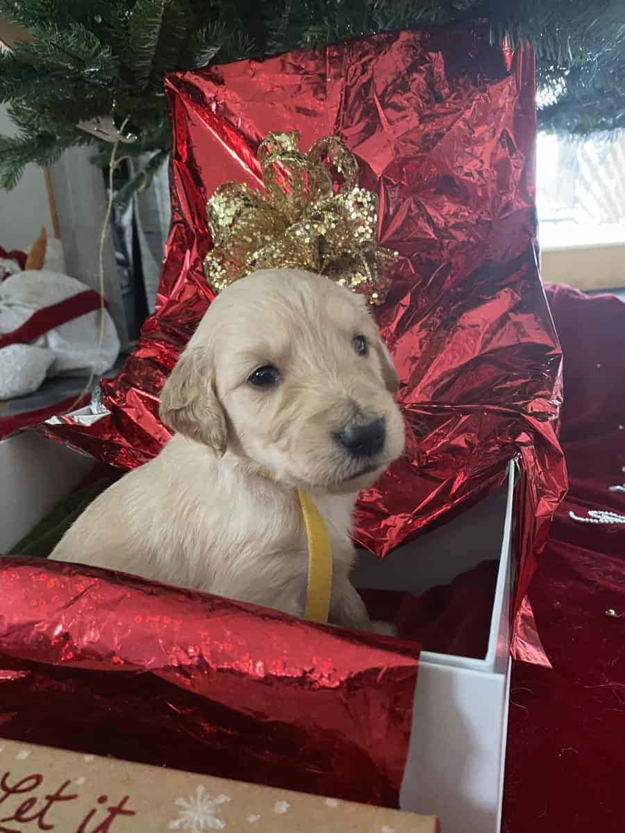 F1B Goldendoodle puppies (4 weeks old)Cadillac MI image 7