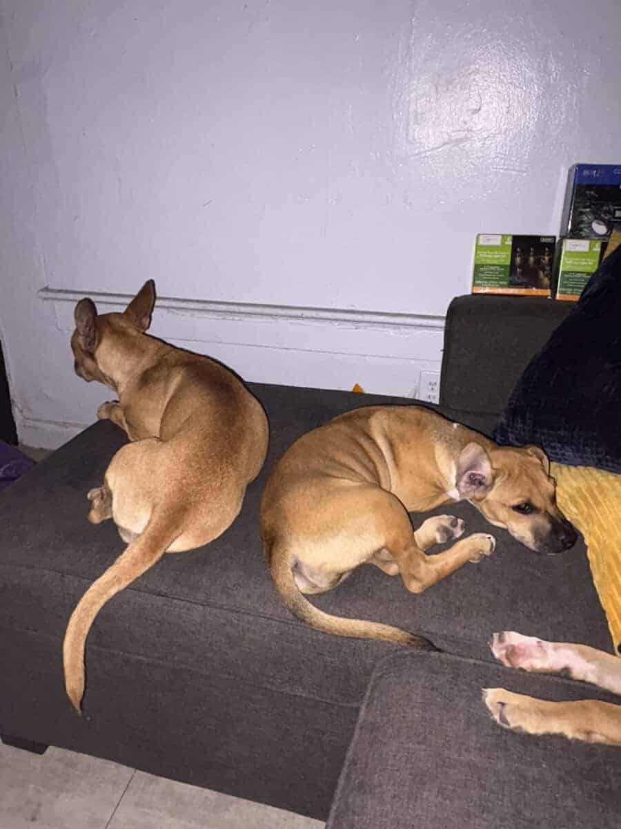 Rehome Male & Female Pup image 6