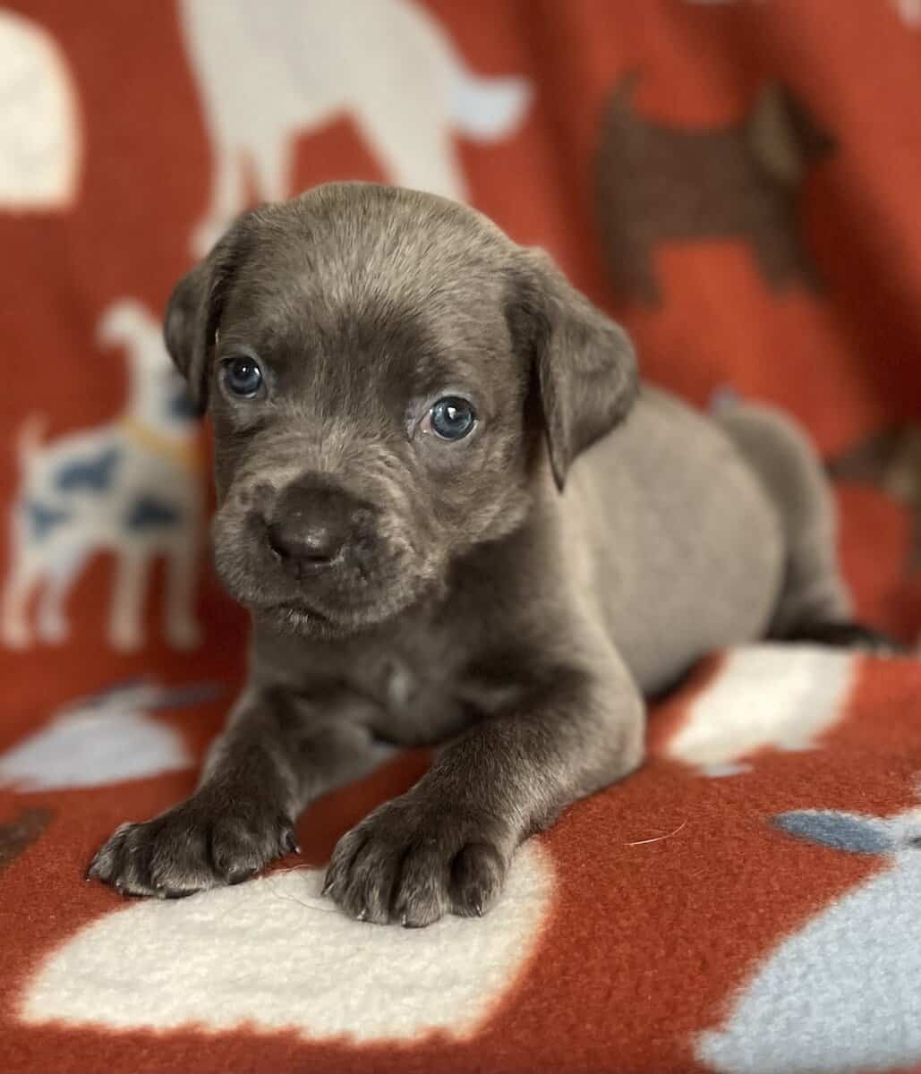 Cane Corso (started on basic commands) image 3