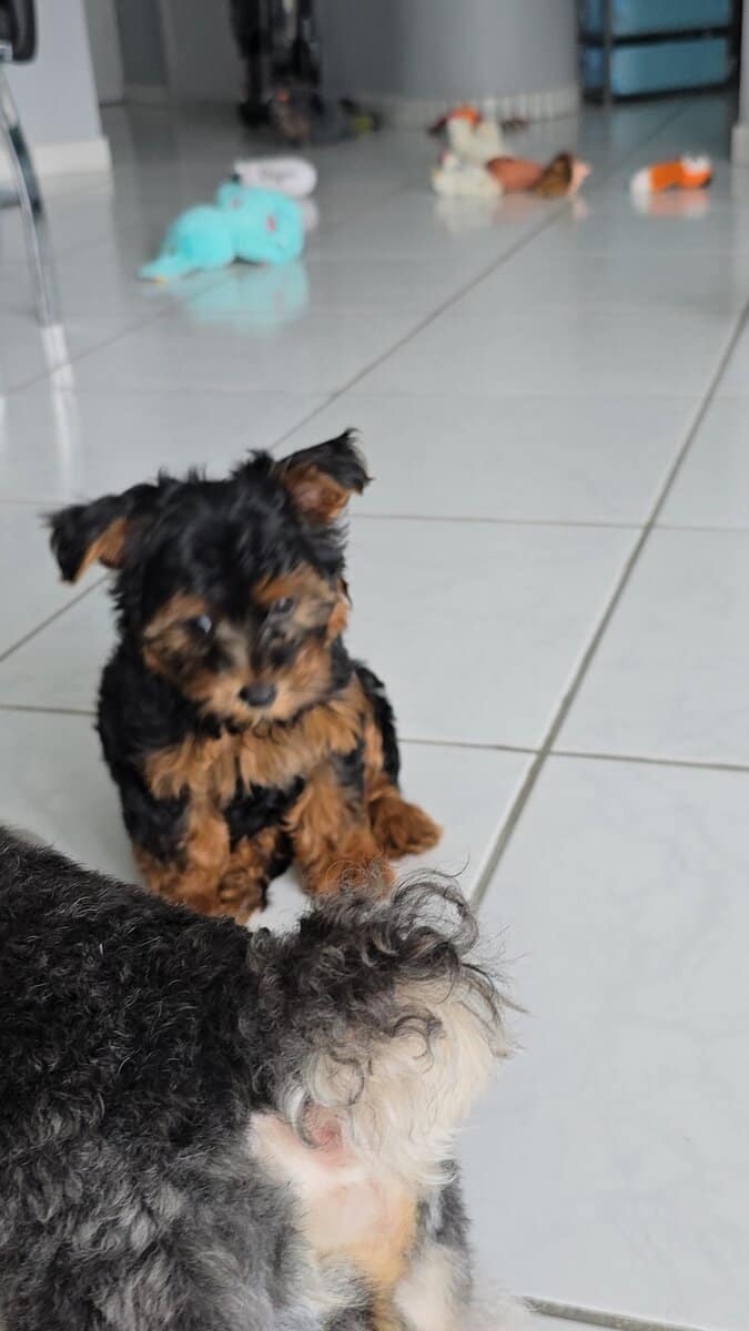 Beautiful 6 month old Yorkipoo image 7