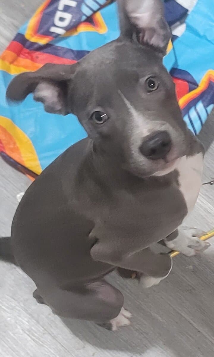 REHOMING FEMALE PITBULL PUP image 2