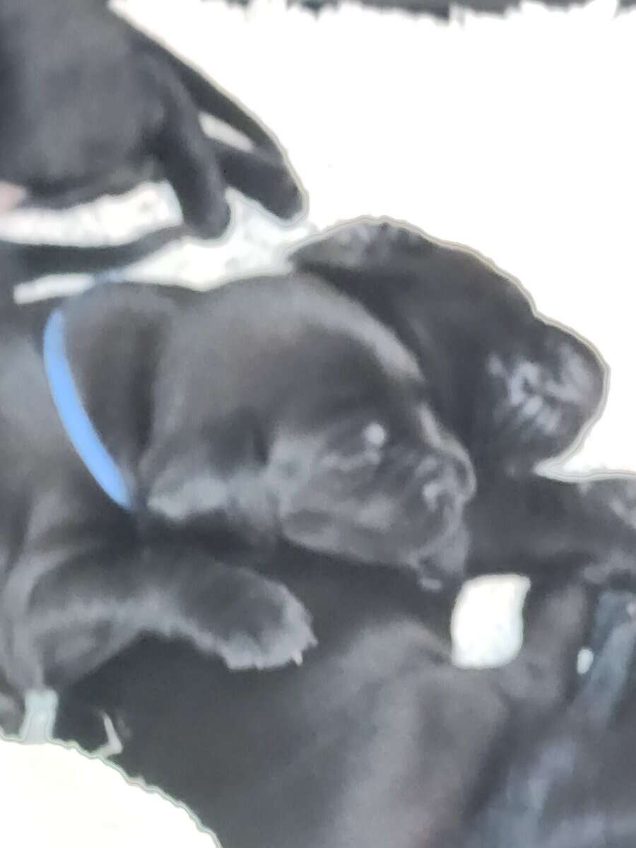 Registered Black Labrador Retriever puppies image 2