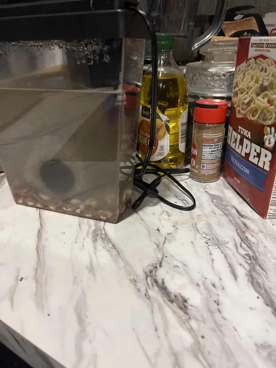Betta fish and mystery snails for sale three total image 1