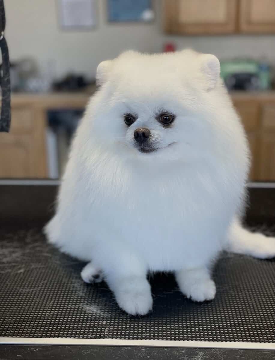 Pomeranian puppy. image 6