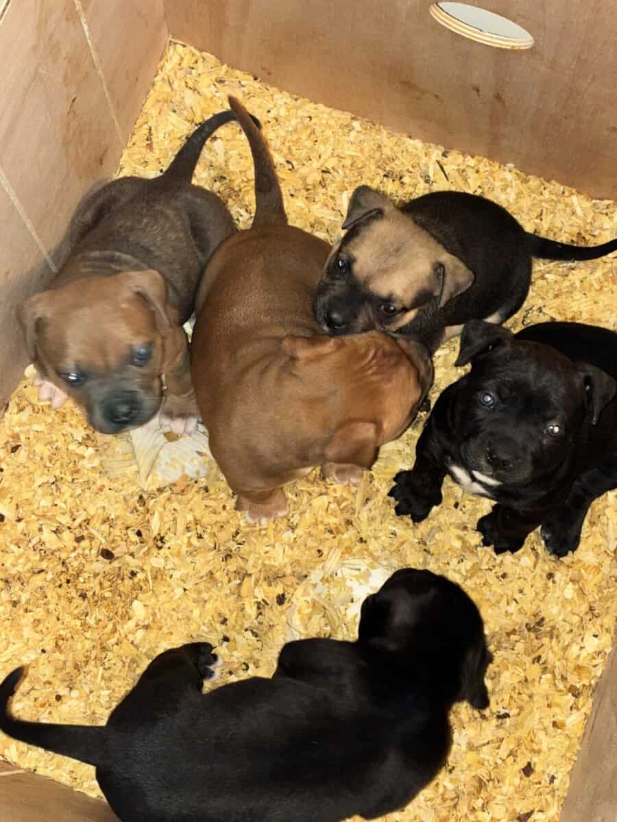 9 week old American bully puppy male image 7