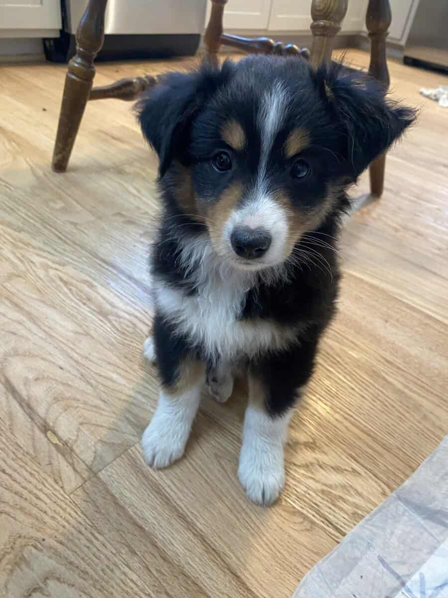 Aussie puppies image 2