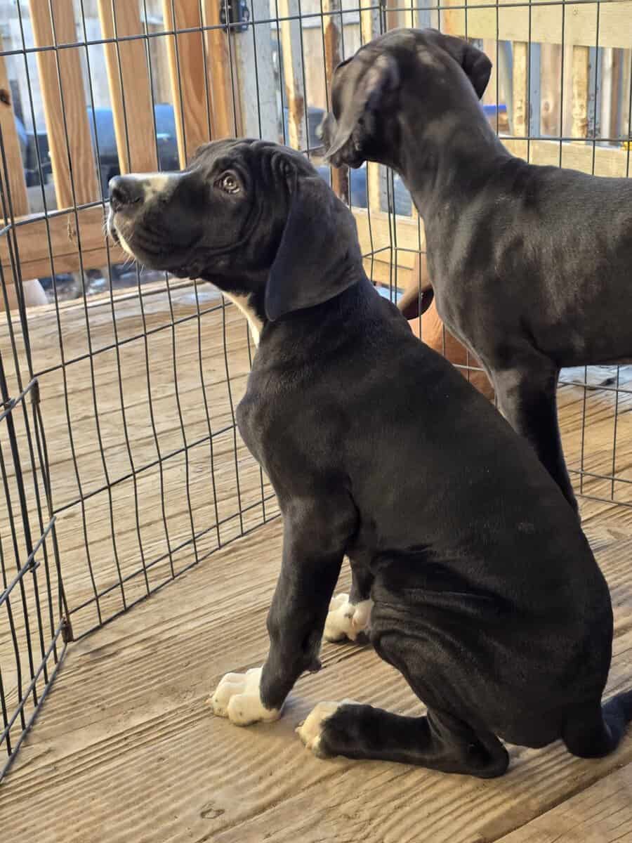 Great Dane puppies image 5