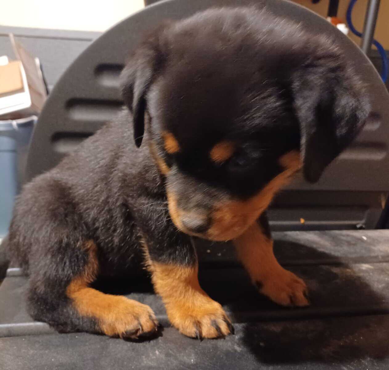 Rottie Pups For Sale image 10