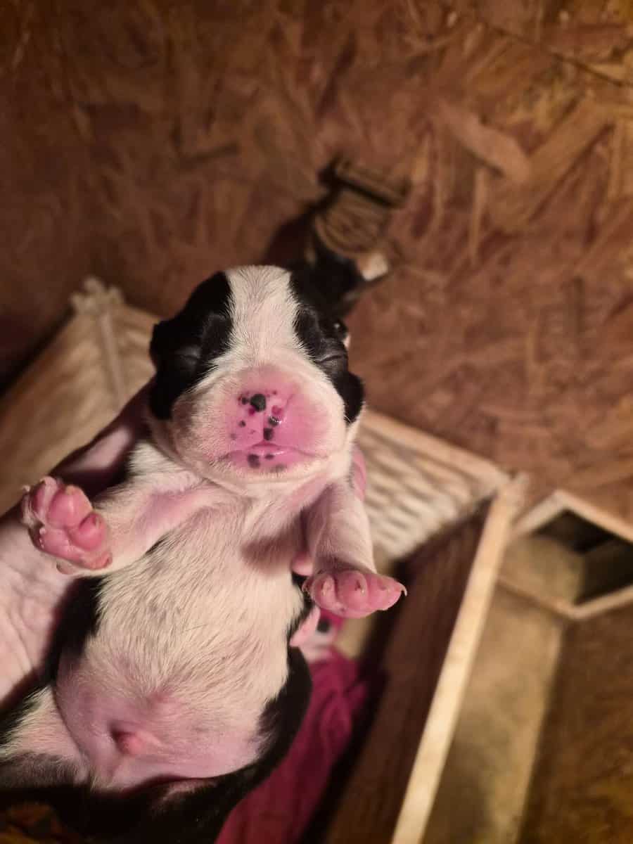 AKC Boston terriers image 3