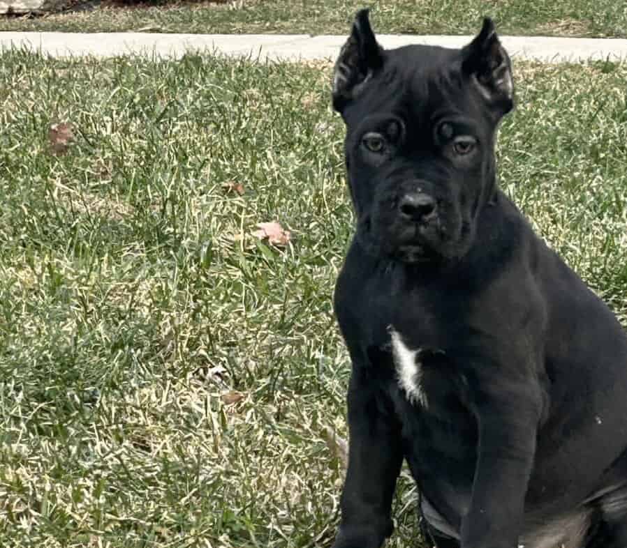 Cane Corso puppies image 1