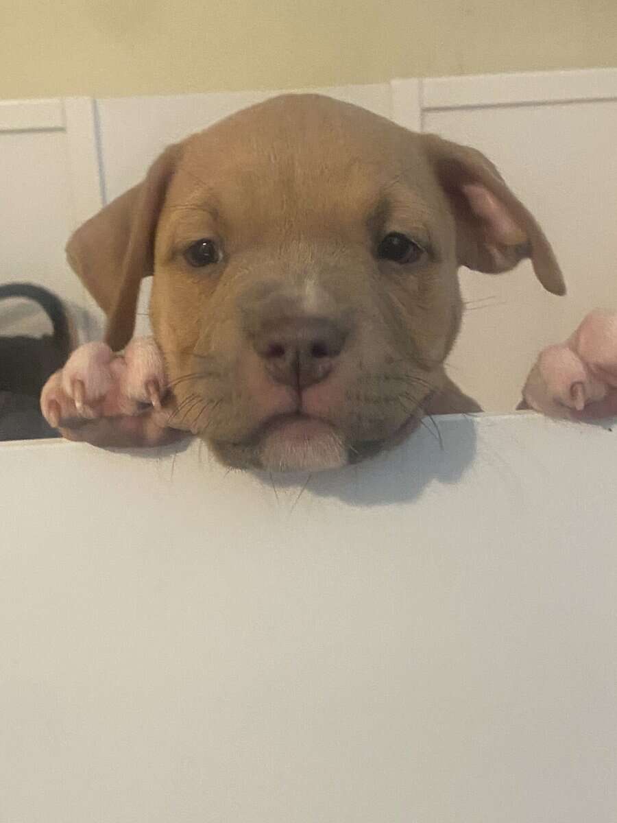 American bully pups looking for rehoming image 4