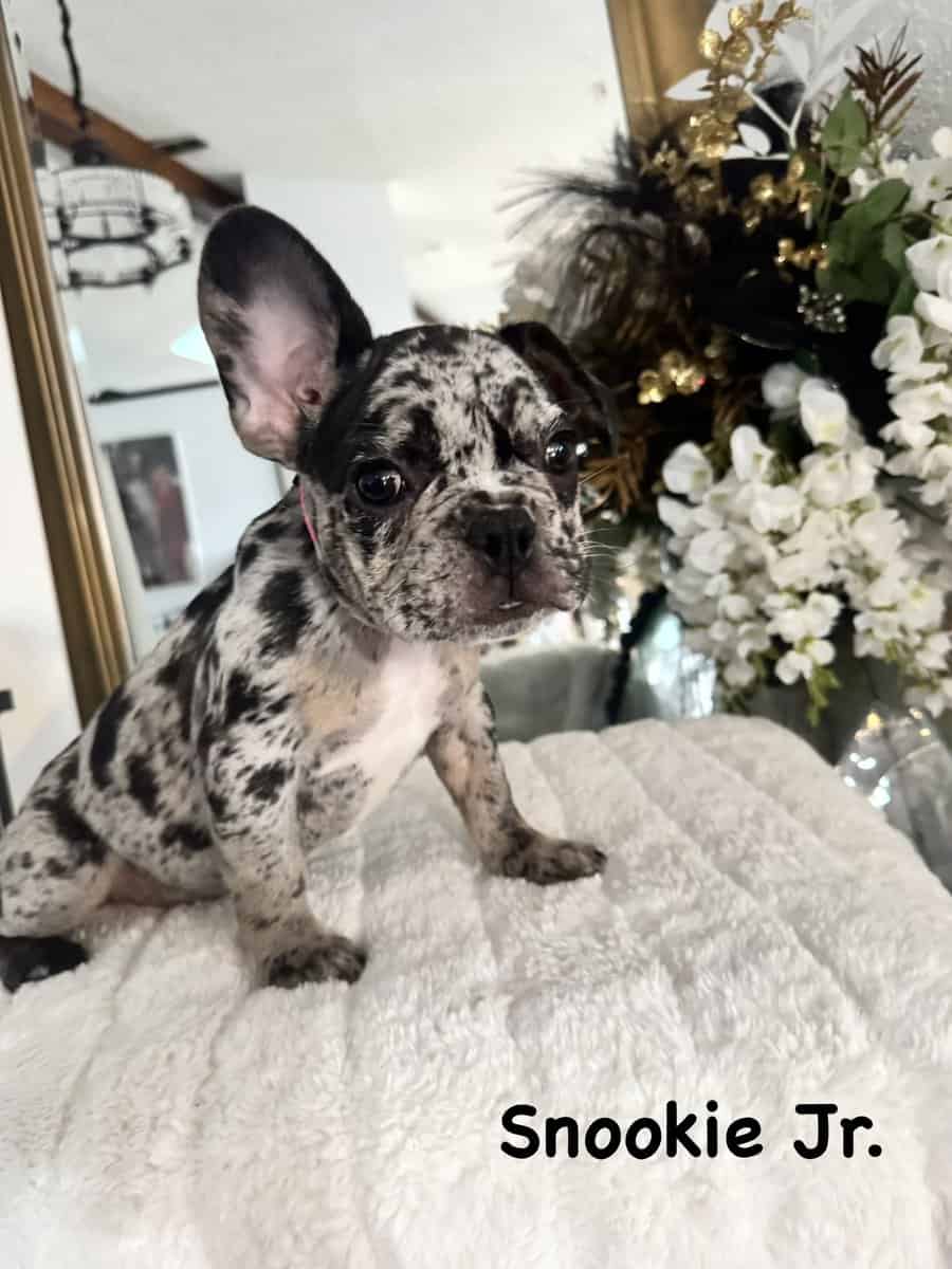 12-Week-Old Frenchie Puppies Ready Today! image 7