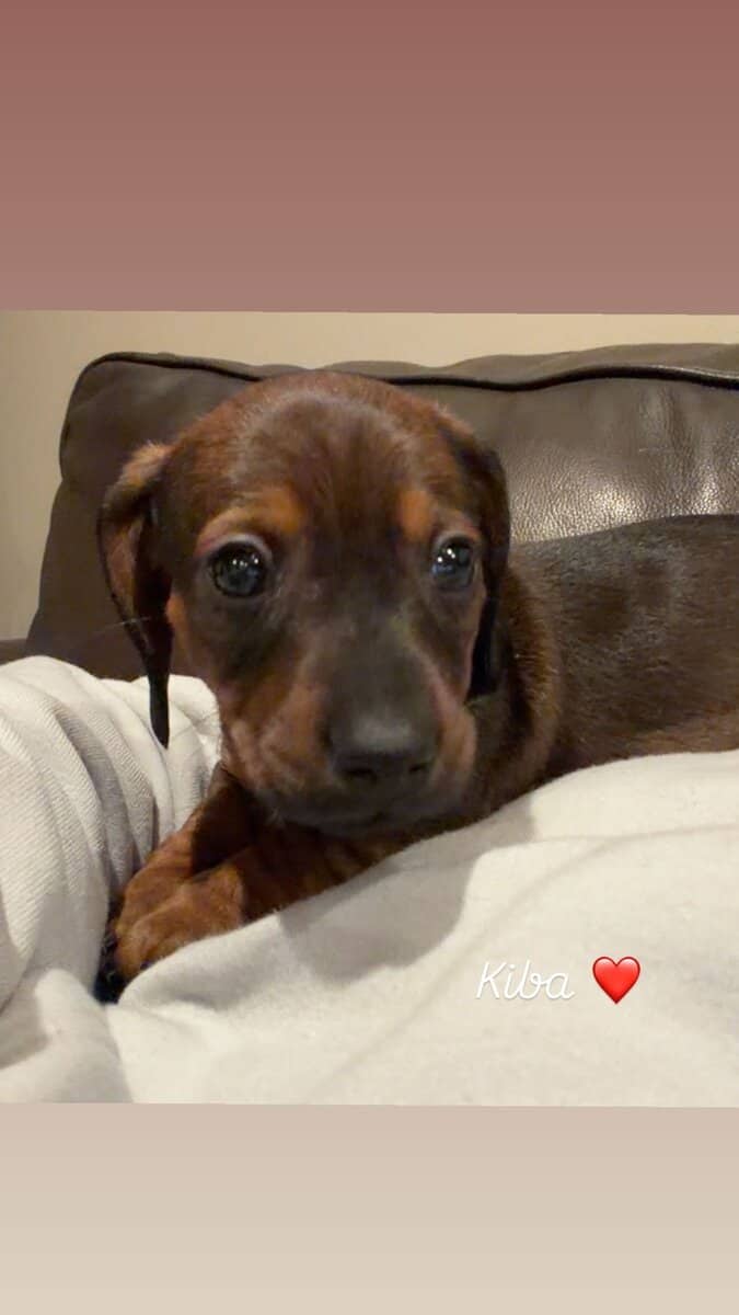 Miniature Purebred Dapple Dachshunds image 4