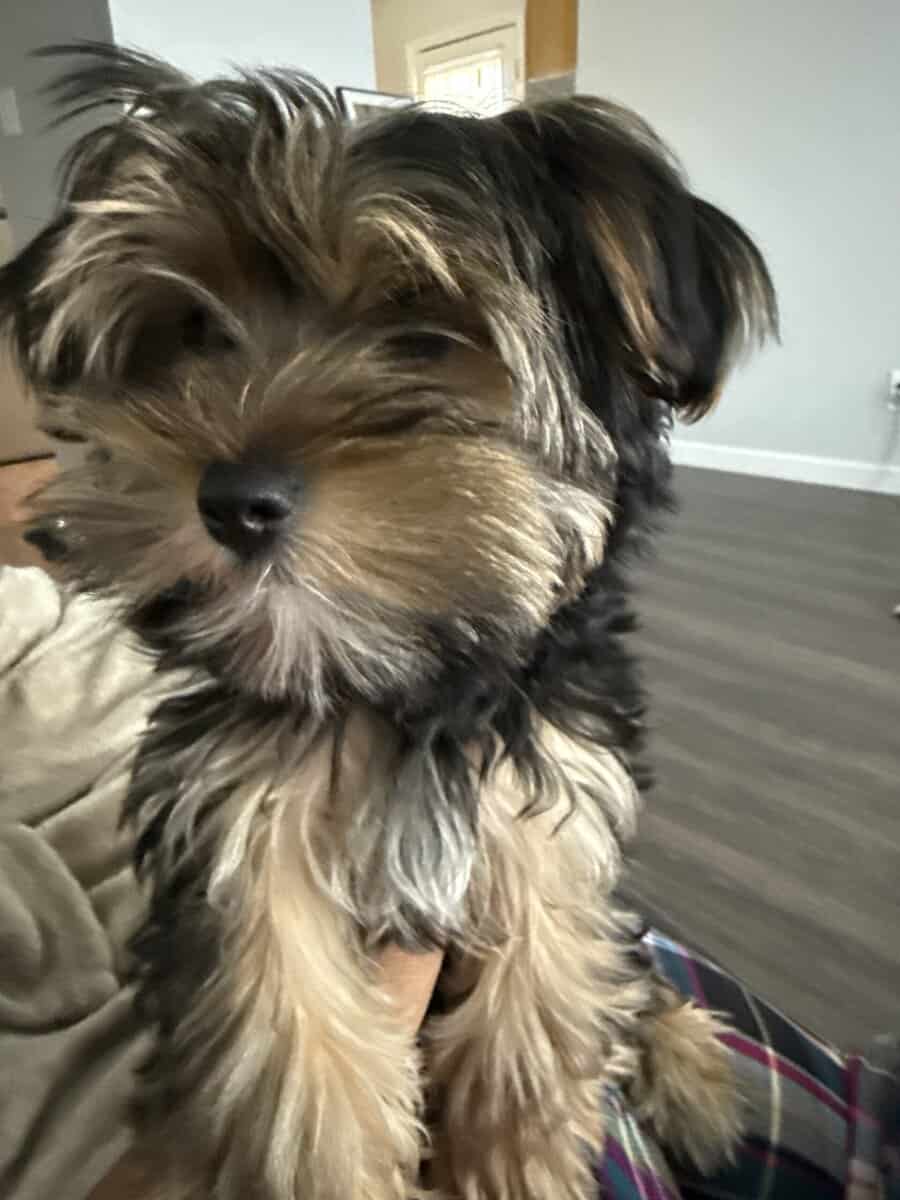 3 month yorkie image 3