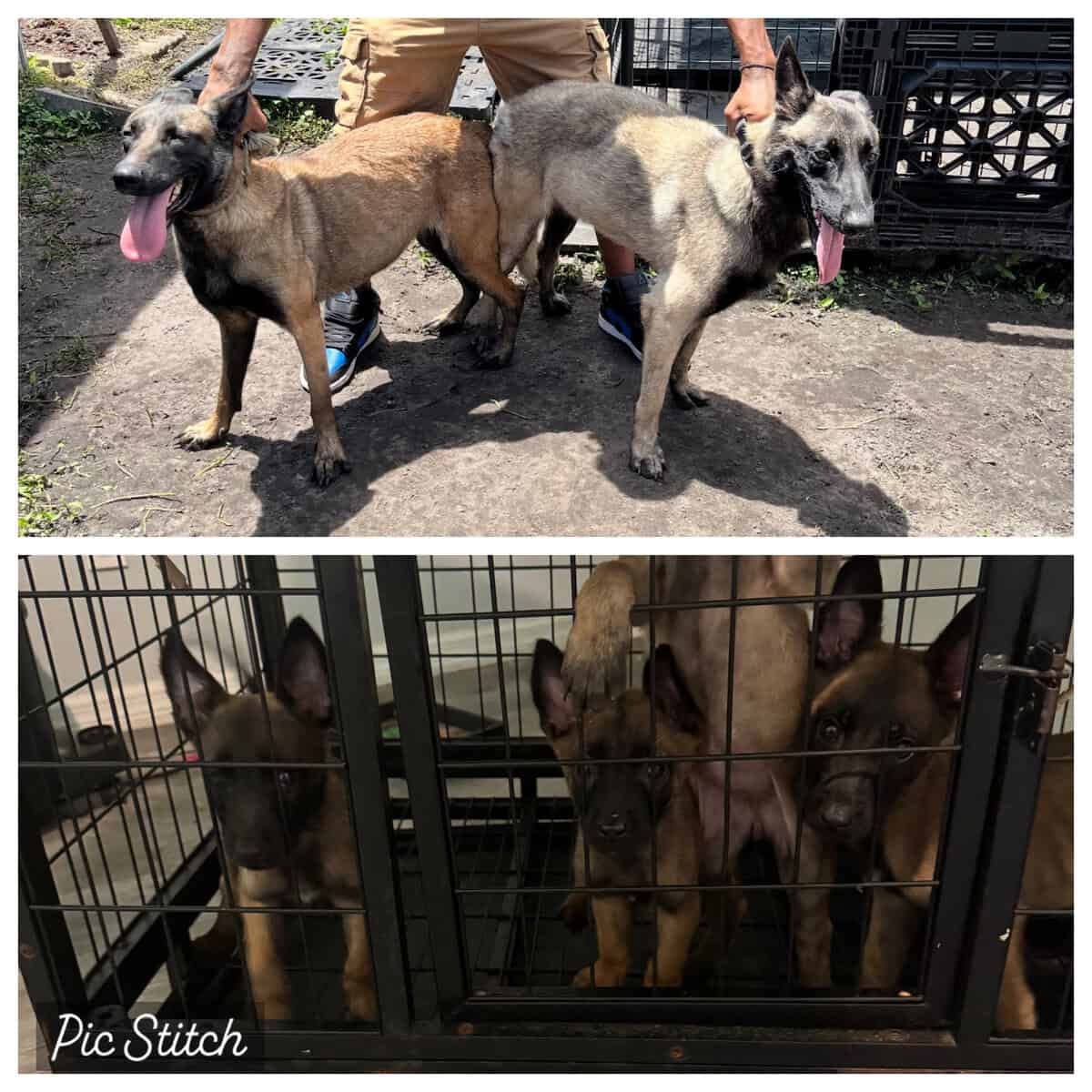 Belgian Malinois puppies image 1