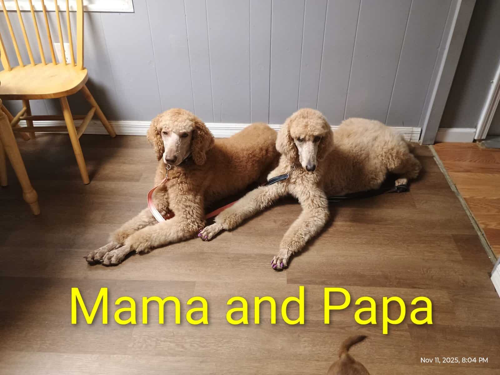 Standard Poodle Puppies (red/apricot) image 8