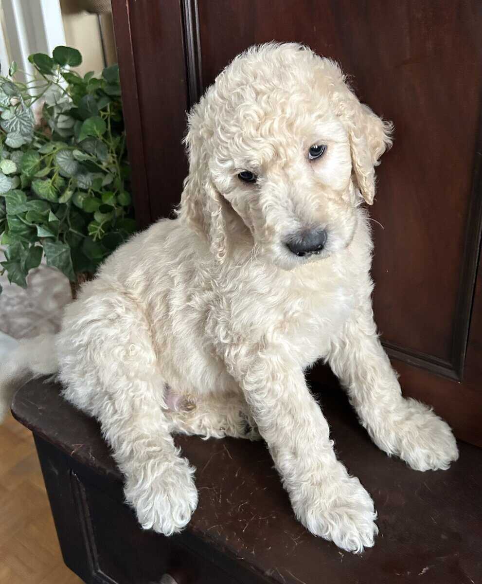 Beautiful Goldendoodle puppies image 10