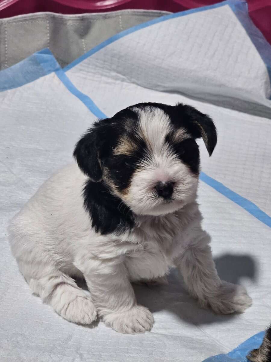 Parti Yorkie needs furever home image 13