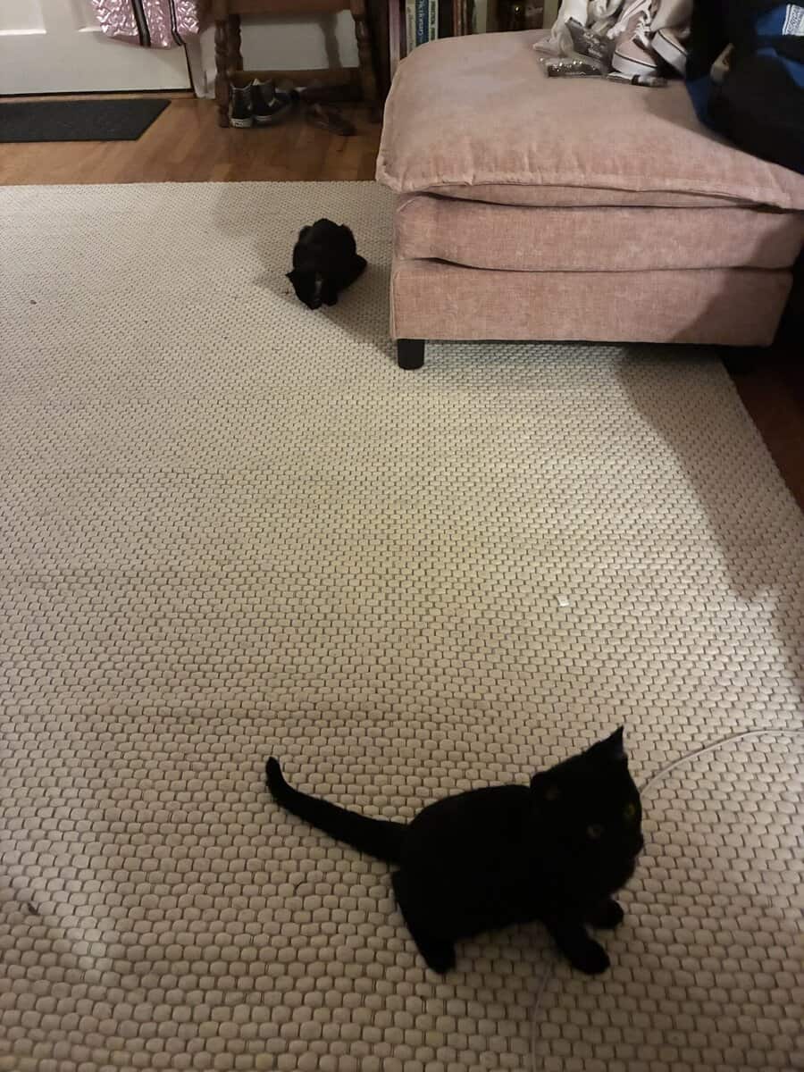 2 KITTENS NEED A HOME image 3